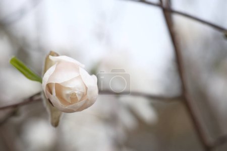 Photo for Magnolia flower blooms in the spring. Fragile white petals. - Royalty Free Image