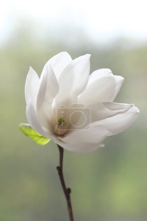 Photo for The white magnolia flower is open to the wind. Spring Day. - Royalty Free Image