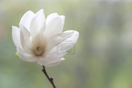 Photo for The white magnolia flower is open to the wind. Spring Day. - Royalty Free Image