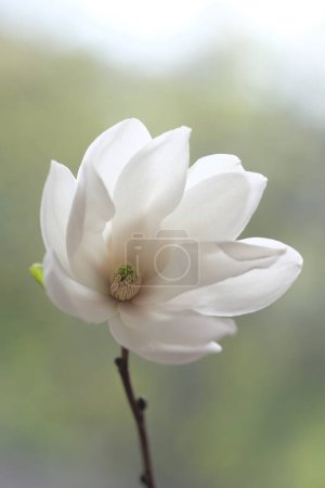 Téléchargez les photos : La fleur de magnolia blanc est ouverte au vent. Jour du printemps. - en image libre de droit