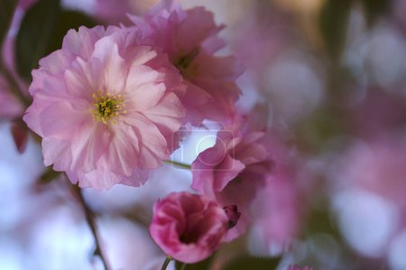 Photo for Pink sakura flowers bloom in spring. Blooming symbol of Japan. - Royalty Free Image