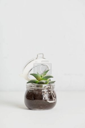 Photo for Small succulent plant in glass jar pot against white brick wall, Scandinavian room interior, Stylish concept of home garden - Royalty Free Image