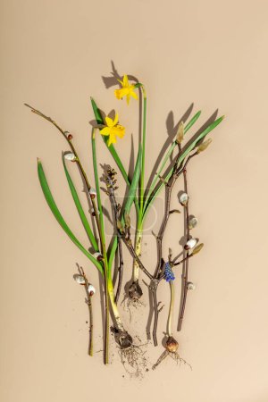 Foto de Flores y ramas de primavera en el fondo de papel de color, disposición plana, primavera, Pascua, concepto de jardinería - Imagen libre de derechos
