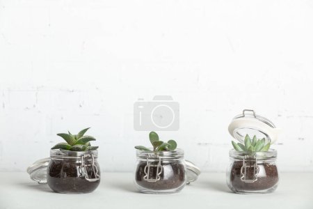 Foto de Composición moderna minimalista con plantas suculentas en una superficie blanca contra la pared de ladrillo blanco, tres suculentas bebé, decoración casera, interior de la habitación escandinava - Imagen libre de derechos