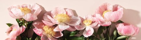 Beautiful pink peony flower on pink background top view flat lay style, copy space banner