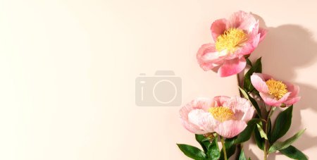 Foto de Hermosa flor de peonía rosa sobre fondo blanco vista superior plana banner de estilo laico - Imagen libre de derechos