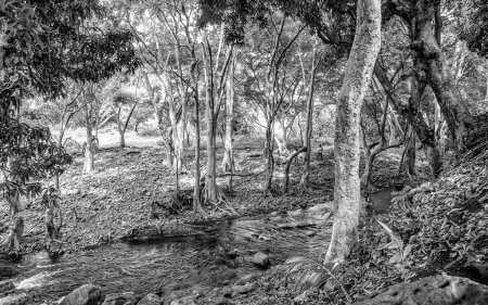 Téléchargez les photos : Maurice forêt, arbres et ruisseau - en image libre de droit