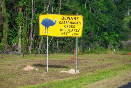 Photo for Beware of Cassowaries road sign in beautiful Queensland road, Australia. - Royalty Free Image