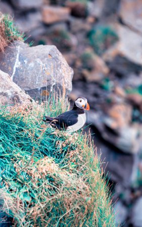 Foto de Puffin en Islandia. Aves marinas en acantilados. Birds on the Westfjord in Iceland (en inglés). Hábitat animal salvaje - Imagen libre de derechos