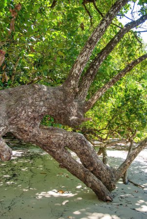 Foto de Hermosos árboles del Parque Nacional Daintree, Queensland - Australia. - Imagen libre de derechos