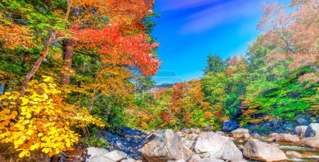 Foto de Colores de árboles de follaje en Conway, New Hampshire, Estados Unidos - Imagen libre de derechos