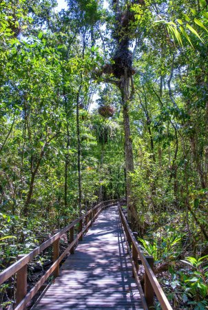 Téléchargez les photos : Beaux arbres du parc national de Daintree, Queensland - Australie. - en image libre de droit