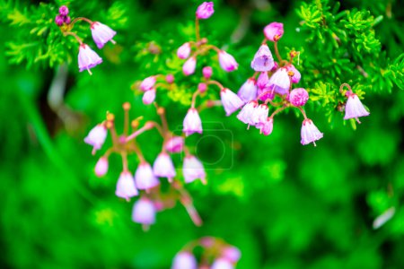 Photo for Beautiful summer flowers of Mount Rainier National Park, USA - Royalty Free Image