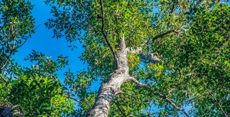 Foto de Increíbles árboles y bosques de Fraser Island - Australia. - Imagen libre de derechos