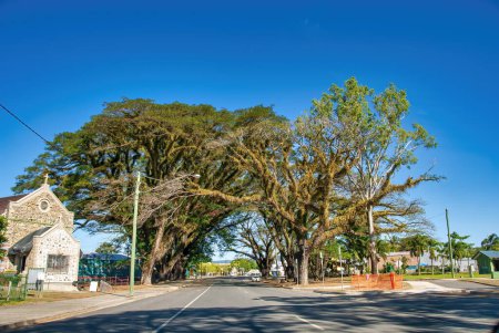 Téléchargez les photos : Road to Daintree National Park, beautiful trees on a sunny day - Australia. - en image libre de droit