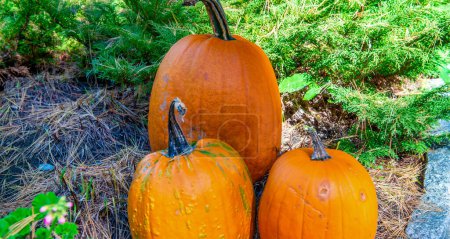 Foto de Calabazas anaranjadas en un jardín - Concepto de otoño y Halloween - Imagen libre de derechos