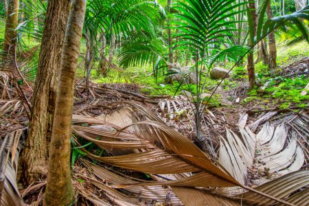 Foto de Beautiful trail of Seychelles with tropical vegetation. - Imagen libre de derechos
