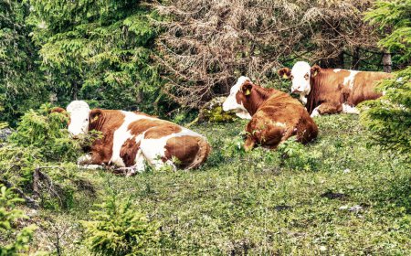 Téléchargez les photos : Vaches se relaxant sur une prairie de montagne
. - en image libre de droit