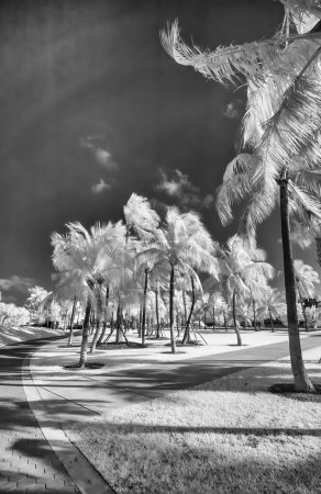 Photo for Infrared view of city park with trail and palms. Travel and holiday concept. - Royalty Free Image