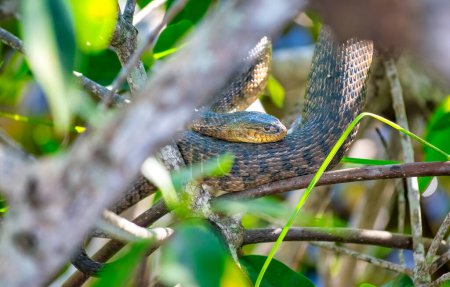 Photo for Pine snake nonvenomous reptile closeup in Florida, USA. - Royalty Free Image
