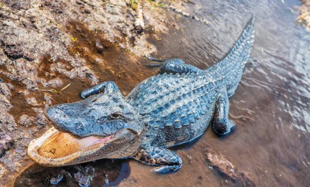 Foto de Vista lateral de un impresionante cocodrilo Everglades con la boca abierta - Imagen libre de derechos
