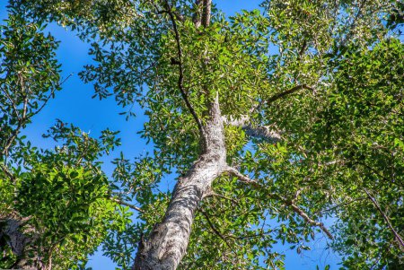 Foto de Increíbles árboles y bosques de Fraser Island - Australia. - Imagen libre de derechos
