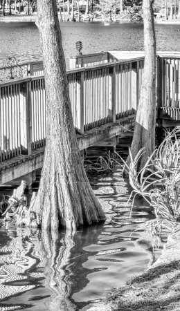 Foto de Trees along the lake in Orlando, Florida. - Imagen libre de derechos