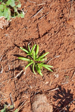 Téléchargez les photos : Small plant on the Australian Outback. - en image libre de droit