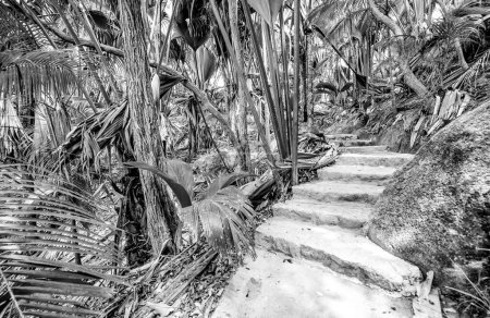 Téléchargez les photos : Beautiful trail of Seychelles with tropical vegetation. - en image libre de droit