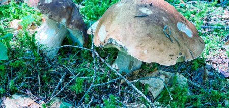 Foto de Dos champiñones Porcino, maderas italianas. Deliciosos hongos comestibles boletus edulis en el bosque de abetos
. - Imagen libre de derechos