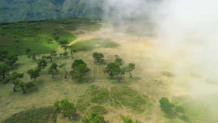 Photo for Madeira, Portugal. The magical Fanal Forest is part of the Laurisilva forest. Aerial view from drone with low clouds and trees. - Royalty Free Image