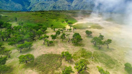Foto de Madeira, Portugal. El mágico Bosque Fanal es parte del bosque Laurisilva. Vista aérea desde el dron con nubes bajas y árboles. - Imagen libre de derechos