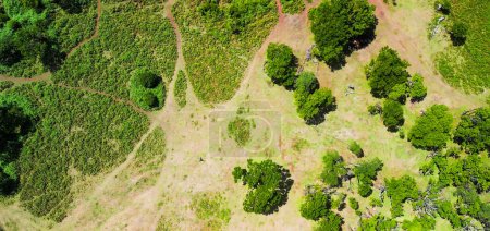Téléchargez les photos : Madère, Portugal. La forêt féérique de Fanal fait partie de la forêt Laurisilva. Vue aérienne depuis un drone avec nuages bas et arbres. - en image libre de droit