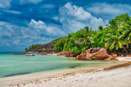 Foto de Palms along the beach of Seychelles Islands. - Imagen libre de derechos