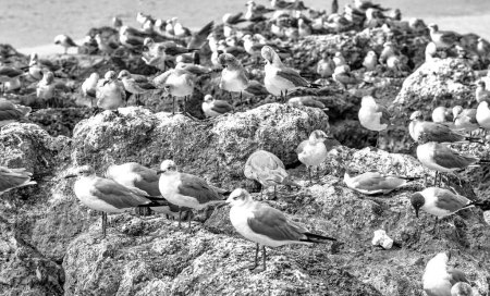 Foto de Cientos de gaviotas en las rocas de la playa - Imagen libre de derechos