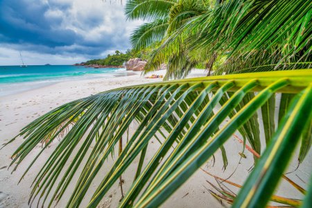 Foto de Palmeras de las Islas Seychelles en un hermoso día. - Imagen libre de derechos