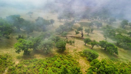 Téléchargez les photos : Madeira, Portugal. The magical Fanal Forest is part of the Laurisilva forest. Aerial view from drone with low clouds and trees. - en image libre de droit