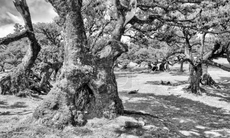 Foto de Hermosos laureles en el atardecer de la tarde en el Bosque Fanal, Madeira, Portugal. Árboles de laurel antiguos, vista del paisaje de los árboles en temporada de verano - Imagen libre de derechos