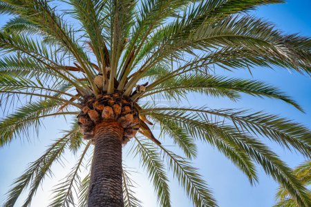 Téléchargez les photos : Un beau palmier rétro-éclairé avec ciel bleu sur fond. - en image libre de droit