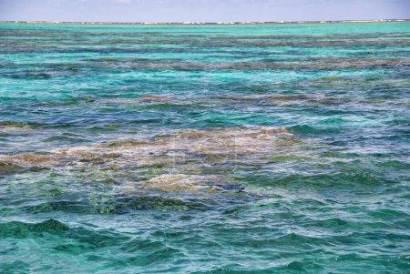 Foto de Coral Reef of Queensland, Port Douglas Australia. La Gran Barrera de Coral - Imagen libre de derechos