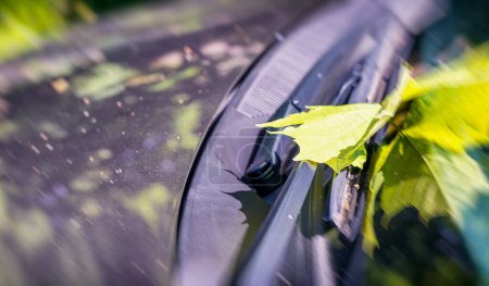 Téléchargez les photos : Feuille verte sur un pare-brise de voiture
. - en image libre de droit
