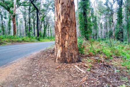 Téléchargez les photos : Boranup Forest trees, Australie-Occidentale. - en image libre de droit