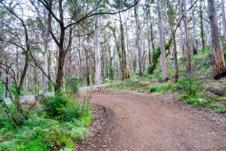 Téléchargez les photos : Boranup Forest trees, Australie-Occidentale. - en image libre de droit