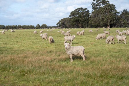 Téléchargez les photos : Pâturage des moutons dans la prairie. - en image libre de droit