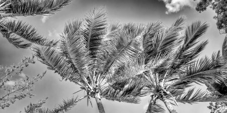 Téléchargez les photos : Palmiers tropicaux sous un ciel bleu ensoleillé. - en image libre de droit