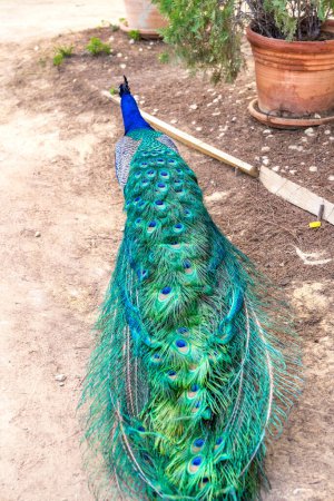 Photo for A beautiful peacock with closed wings. - Royalty Free Image