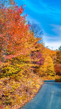 Foto de Paisaje de viaje con carretera a través del bosque en otoño. Bosque de otoño al atardecer. Hermosa carretera de montaña vacía, árboles con follaje rojo y naranja. - Imagen libre de derechos