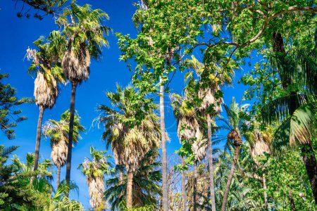 Photo for Palms against a beautiful blue sky. - Royalty Free Image
