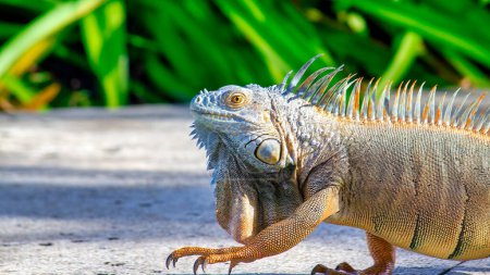 Foto de Un hermoso retrato de una iguana de perfil. Iguana exótica. Retrato de iguana. - Imagen libre de derechos