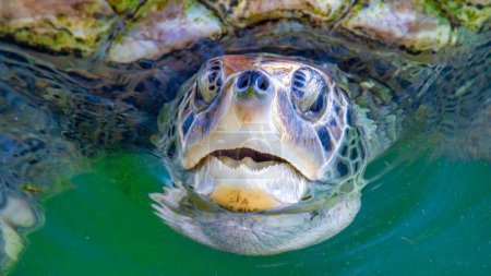 Téléchargez les photos : Une belle tortue de mer, gros plan. - en image libre de droit
